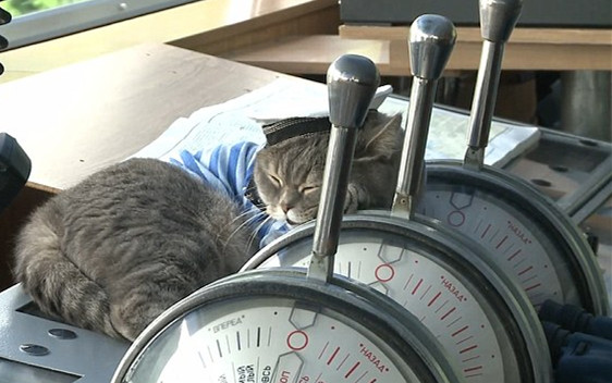 猫船长,魔性猫船长