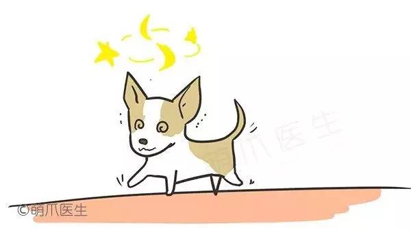 幼犬主要疾病有哪些如何治疗,幼犬出现什么情况说明生病了