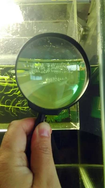 血脉奋“斗”历程--国斗繁殖实录(1)生命的起源