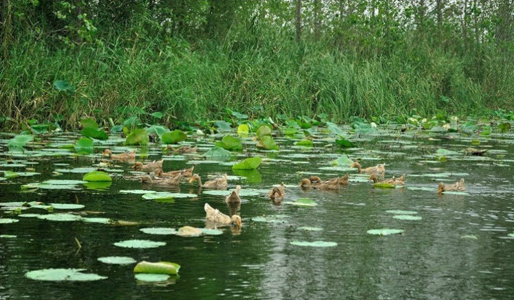 五香咸鸭蛋的正宗做法,五香咸鸭蛋的腌法50个鸭蛋多少盐