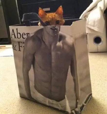 猫突然不见了该怎么办,早上喂猫发现猫不见了