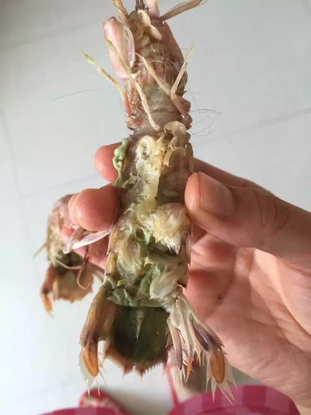 40一斤的虾蛄，一出锅全变绿了！专家建议不要吃！