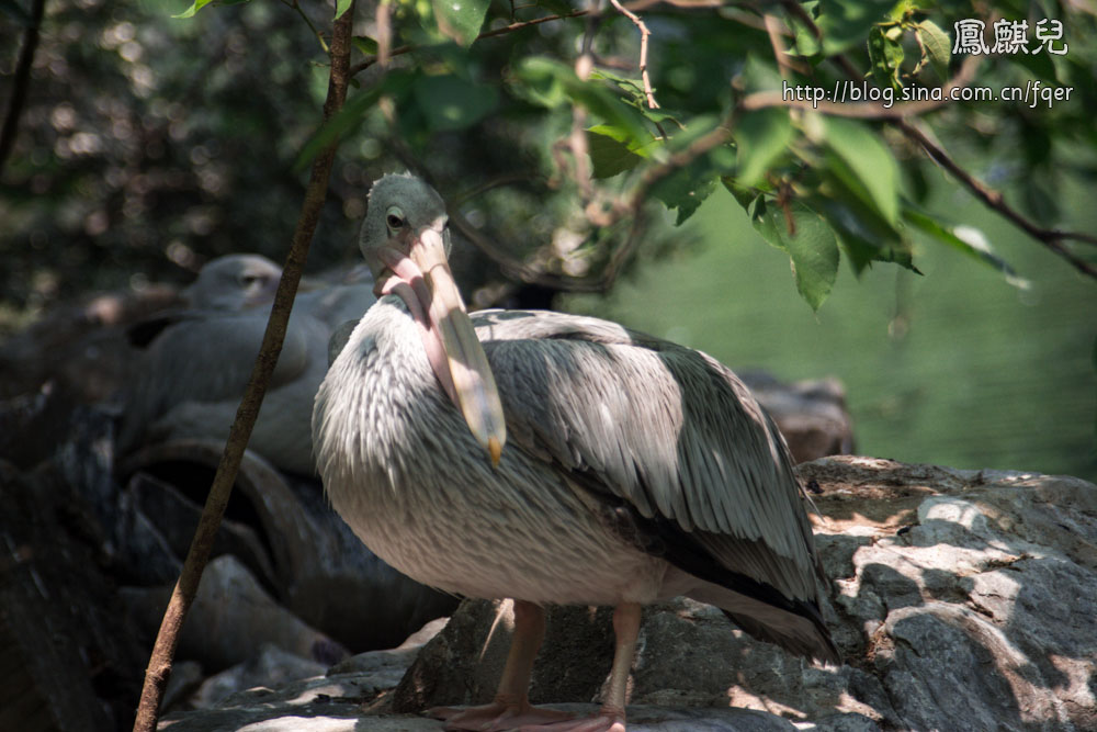​[凤麒儿]北京动物园——与动物的亲密接触