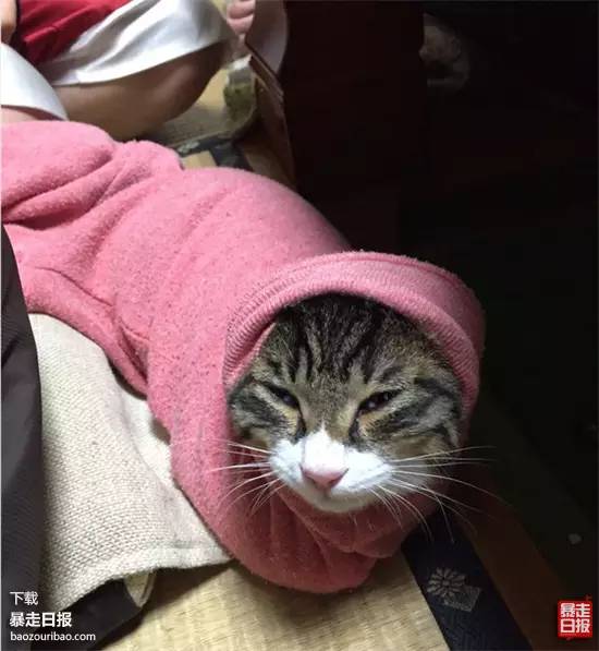 猫突然不见了该怎么办,早上喂猫发现猫不见了