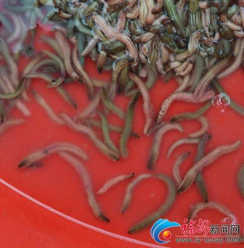 这些“恶心”的福建美味!恐怕顶级的福建吃货也难以吃到了……