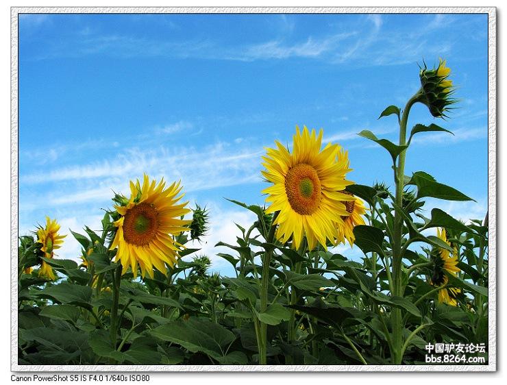 梦里花开——*疆新**，又一次的心动