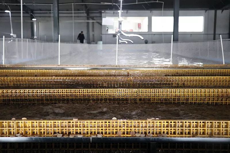 日本养殖银鲑鱼,淡水鲑鱼养殖