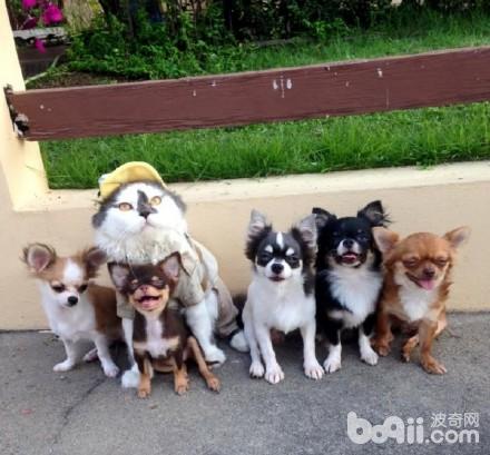 喵老大集齐了7只吉娃娃小弟，可以召唤神龙了，哈哈！