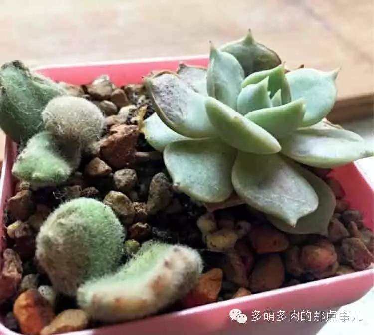 多肉植物能不能晒太阳,多肉怎么晒太阳能晒伤