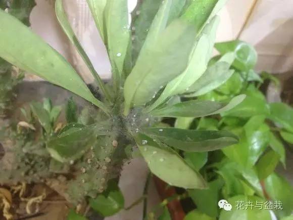 麒麟掌有毒吗用啥能解毒,麒麟掌有毒吗误食了怎么办