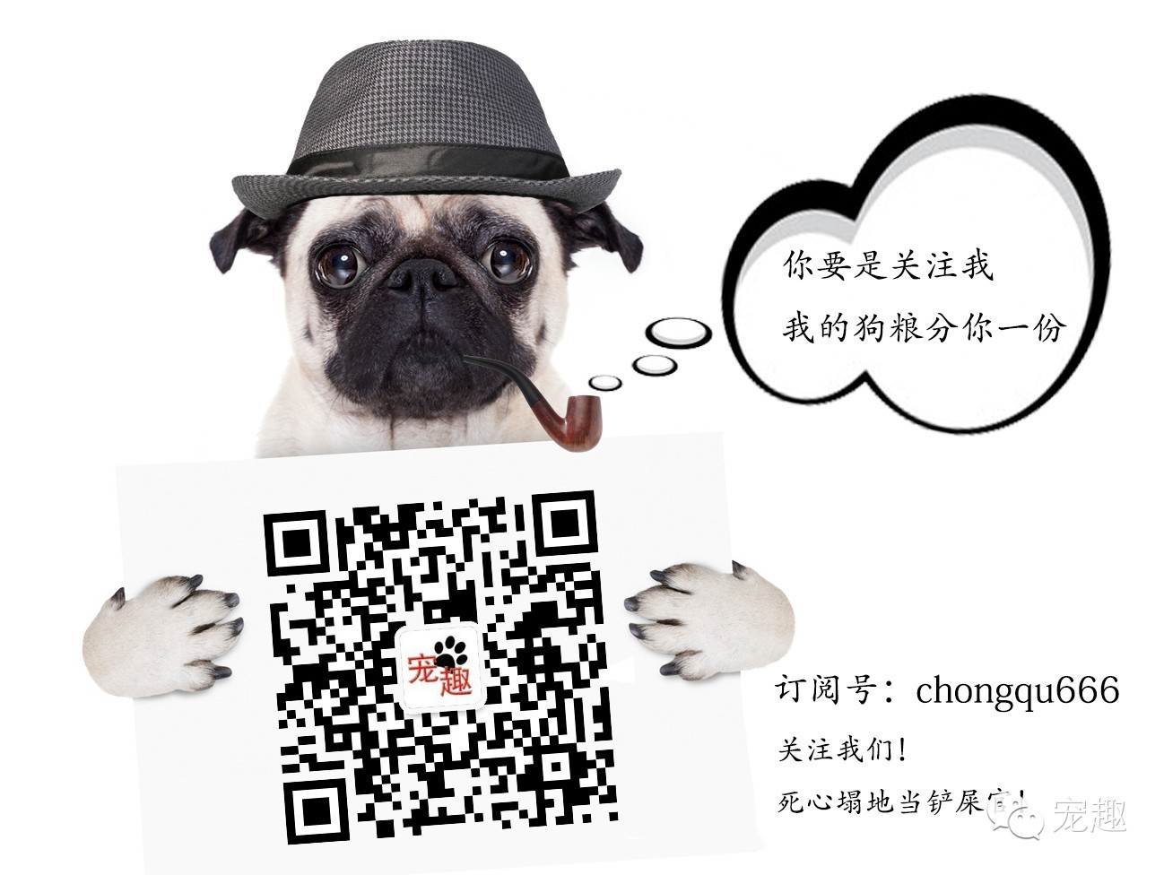 给宠物美容有什么讲究,猫狗去泪痕吃什么好