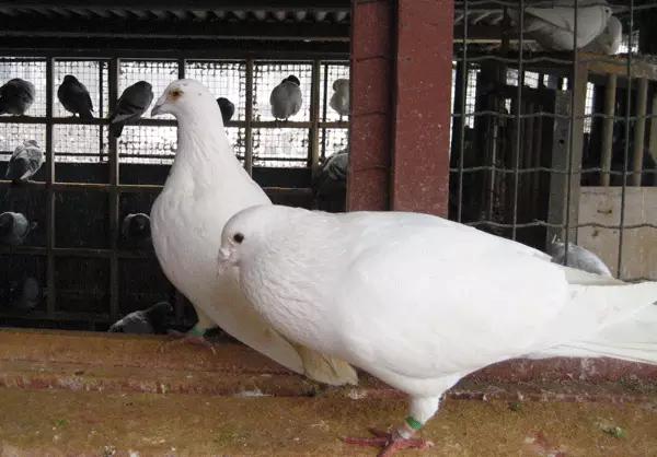 国内外白鸽品种及赏欣