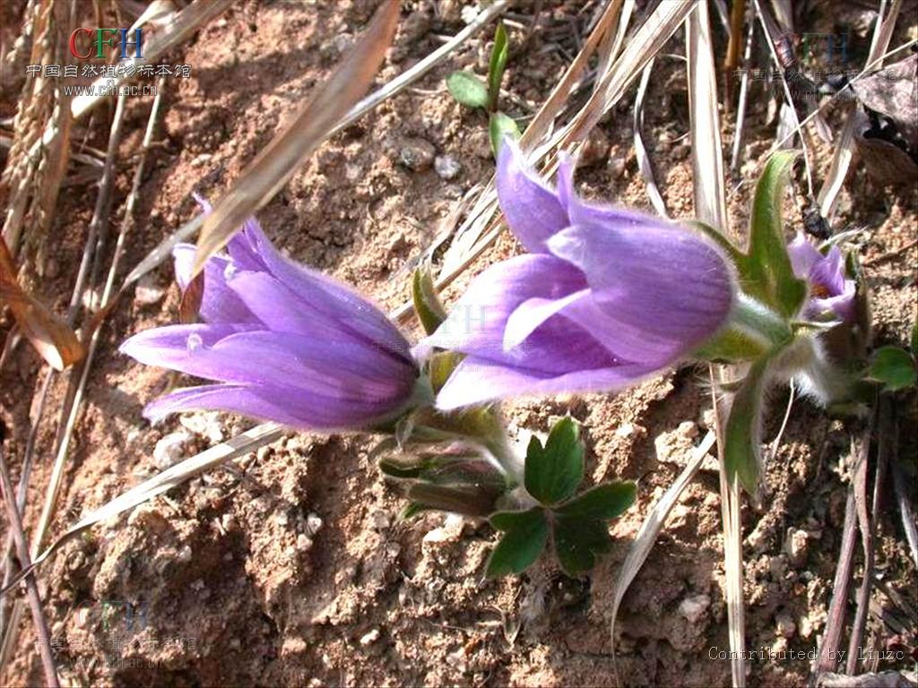 开花好看的野生中草药,这么美丽的花朵难得一见