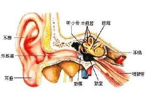 小蚂蚁变成蚁后生宝宝的过程,蚂蚁变蚁后