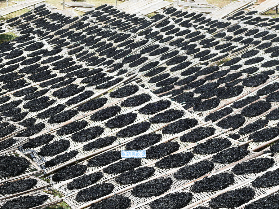 紫菜堪称海藻之王，但潮汕人为什么要说“浪险过打紫菜”呢？