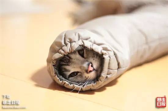 猫突然不见了该怎么办,早上喂猫发现猫不见了