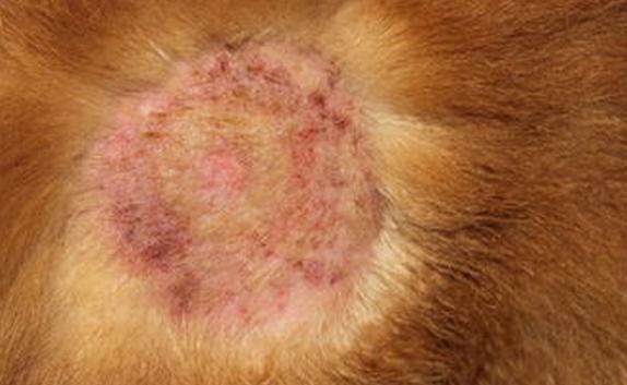 狗湿疹的最佳治疗方法,狗身上的湿疹怎么治