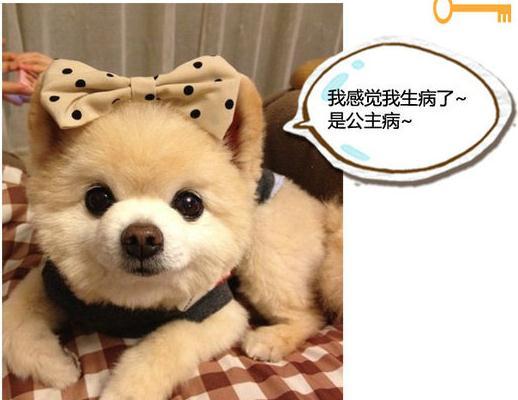 博美眼睛老流泪怎么办,为啥狗狗总是泪汪汪的?