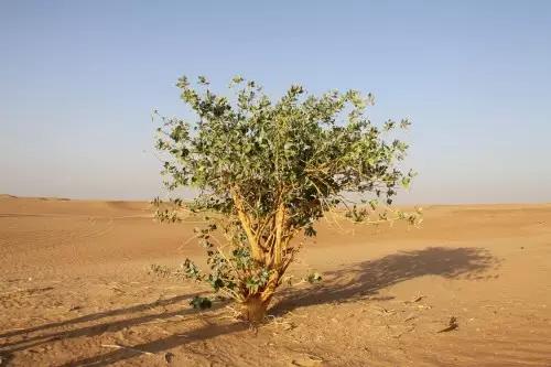 一广州人去迪拜,但最后回来哭着说