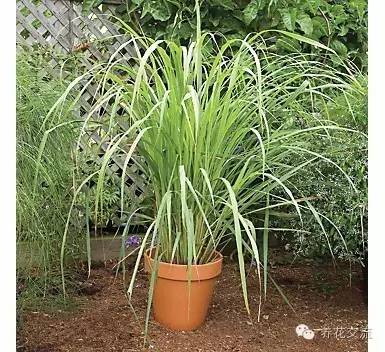 有驱蚊效果的适合室内种植的植物,夏日庭院必种的16种驱蚊植物