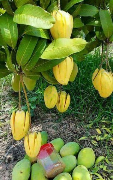 芒果的泰式吃法,泰国最好吃的芒果是什么品种