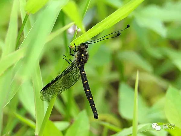 傻傻分不清楚的昆虫界cosplay