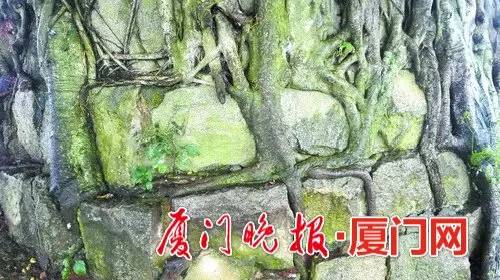 厦门的榕树是什么样的,厦门为啥这么多榕树