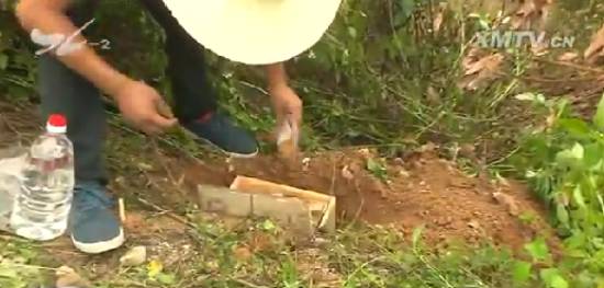 厦门“人蚁大战”！汀溪水库掘地三尺生擒食指粗的白蚁蚁后，这场面简直