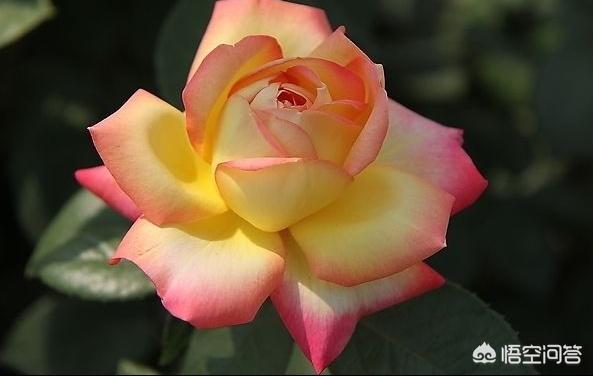 自己种玫瑰花教程视频,自己种植玫瑰花开花要多久