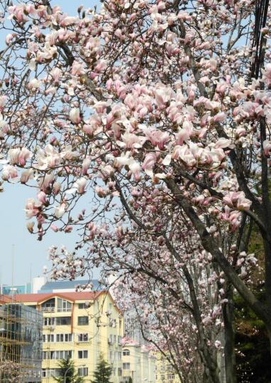 青岛清明节赏花去处,青岛赏花好地方清明节