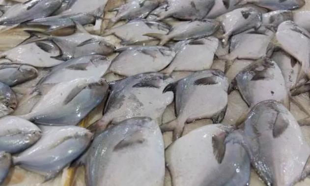 白鲳鱼什么时间肥美,东海鲳鱼什么季节最肥美