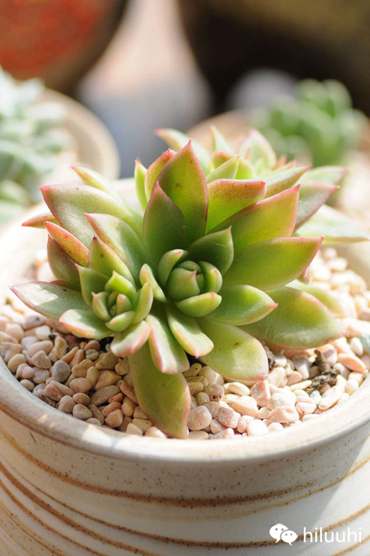 不小心把多肉弄松了怎么办,多肉长得不好看怎么矫正