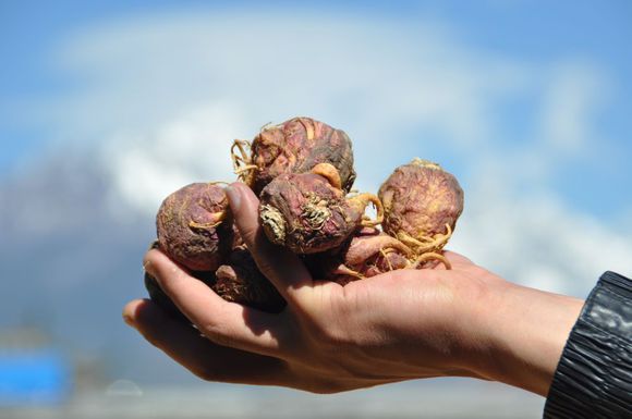 玛卡是酸性还是碱性物质,玛卡跟什么搭配是补肾的