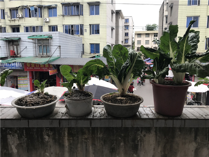 乱逛|曾经我总是跟着大人赶犀浦