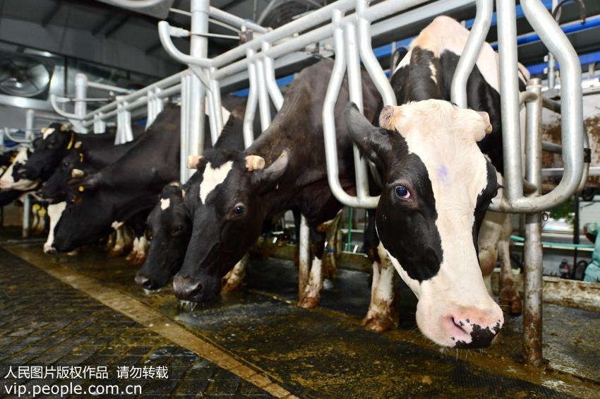 为什么禁用牛初乳,牛初乳禁用后还能吃吗