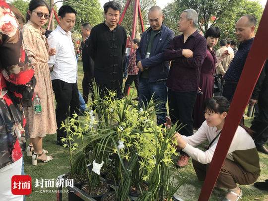 成都东郊外行内行一起“抢”兰花14盆花拍卖了1.6万元