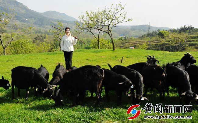 田园牧歌——刘锦秀回乡创业15年唱响“牧羊曲”