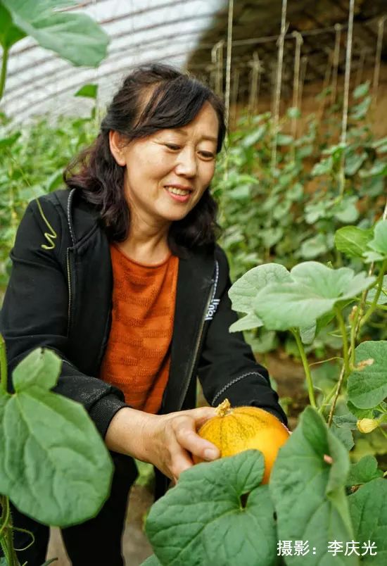 磴口的华莱士哪里有卖,天下第一瓜只有在磴口能吃上