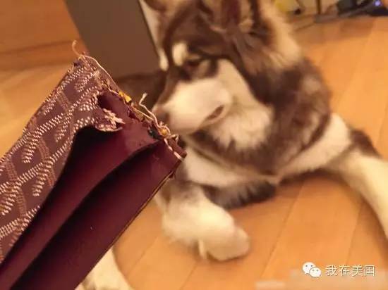 王思聪自曝女友为其堕胎又火了,但外媒只关心老公最宠的那个网红