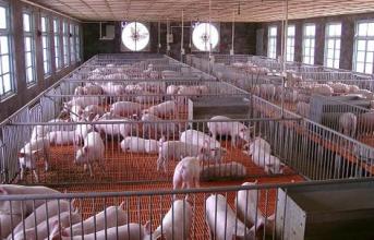 农民工养殖创业方法有哪些,现在回乡创业养殖太难了