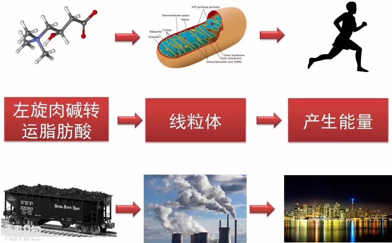 左旋肉碱100000减肥效果好吗,喝左旋肉碱减肥对身体有什么危害