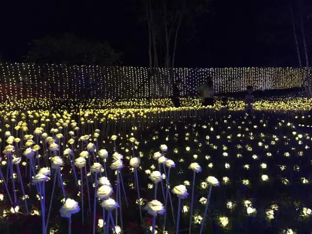 星空玫瑰首映爆棚!开封万人空巷!