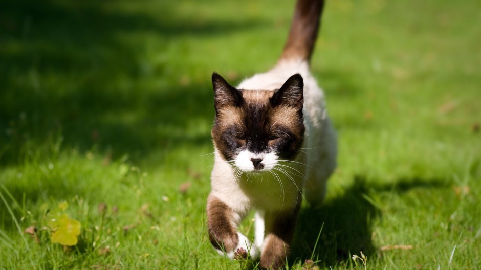我最喜欢的暹罗猫,长得最好看的暹罗猫