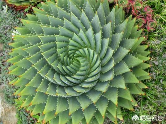 怎么让芦荟多长侧芽,有什么办法能让芦荟快点长