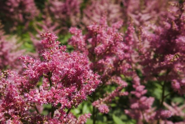 大变焦索尼黑卡,索尼黑卡rx10入门教程和拍照技巧