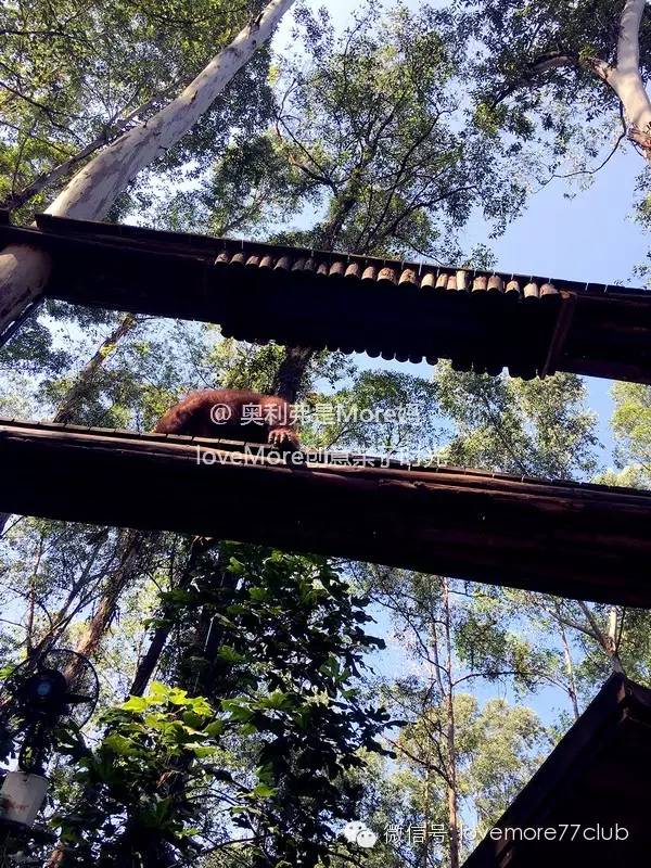 一日游广州长隆野生动物园攻略,广州长隆野生动物园自由行攻略