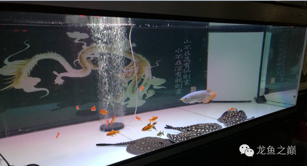 慢慢爱上养鱼,年纪到了爱上养鱼