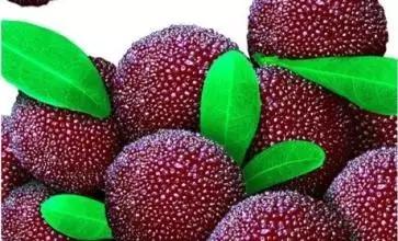 苏州什么地方的杨梅好吃,杨梅是苏州东山的好还是西山的好