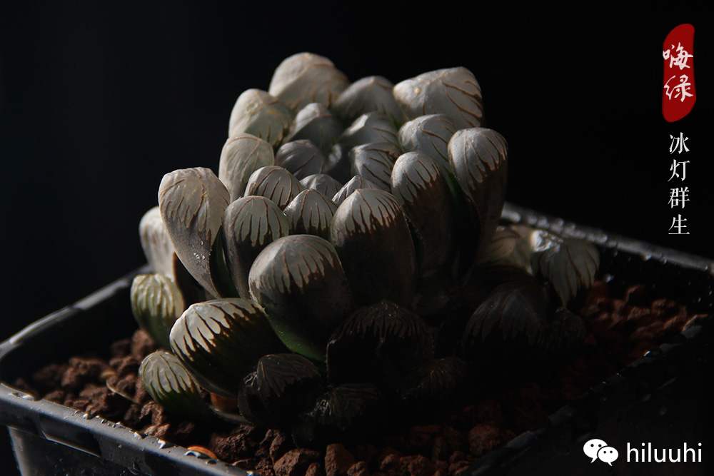 冰灯玉露多肉介绍,多肉冰灯玉露多长时间爆盆