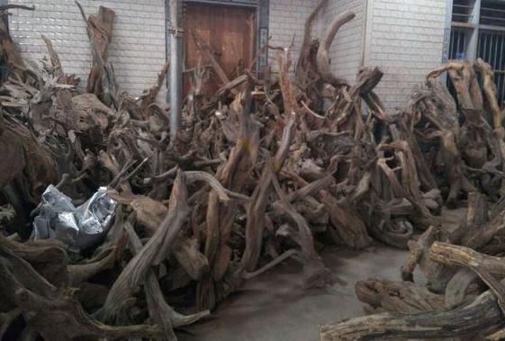 土鸡变凤凰土耳其,土鸡变成凤凰